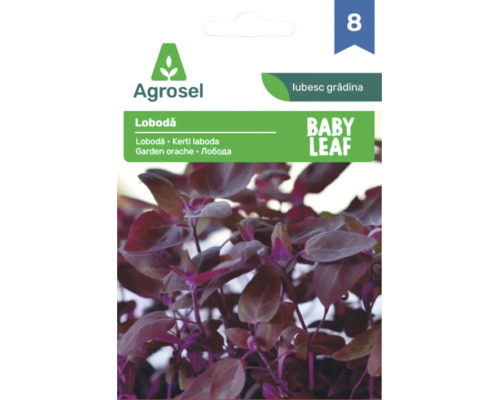 Plic cu semințe de lobodă Baby Leaf de la Agrosel