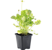 Calcea calului Alba cu flori albe și frunze verzi într-un ghiveci din plastic negru.