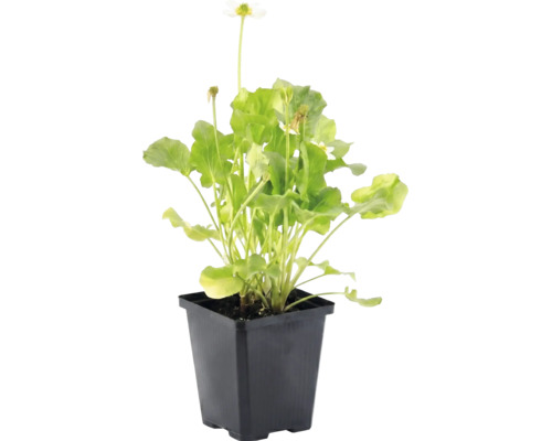 Calcea calului Alba cu flori albe și frunze verzi într-un ghiveci din plastic negru.