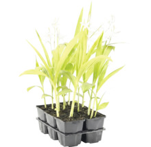 Tavă cu șase plante tinere cu frunze lungi și flori mici albe.
