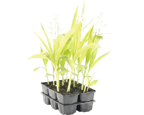 Tavă cu șase plante tinere cu frunze lungi și flori mici albe.
