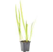 Plantă acvatică verde deschis cu frunze lungi și înguste într-un ghiveci pătrat din plastic negru