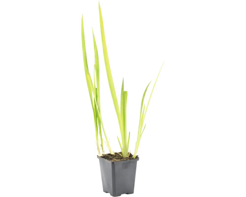 Plantă acvatică verde deschis cu frunze lungi și înguste într-un ghiveci pătrat din plastic negru