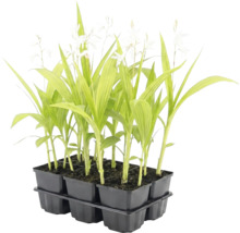 Set de 6 plante tinere cu frunze verzi alungite și flori albe într-o tăviță din plastic negru.