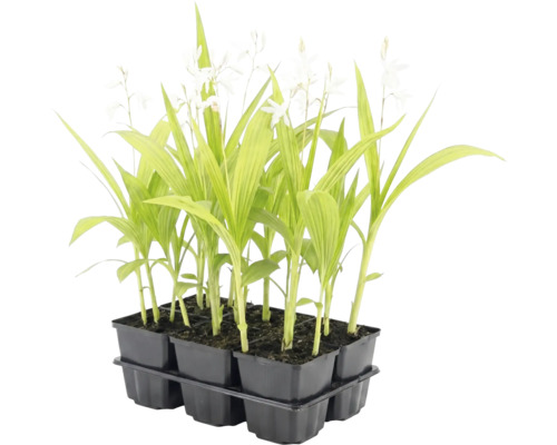 Set de 6 plante tinere cu frunze verzi alungite și flori albe într-o tăviță din plastic negru.
