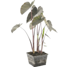 Plantă de iaz Alocasia cu tulpini închise la culoare și frunze mari într-un coș negru pătrat cu plasă.