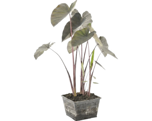 Plantă de iaz Alocasia cu tulpini închise la culoare și frunze mari într-un coș negru pătrat cu plasă.