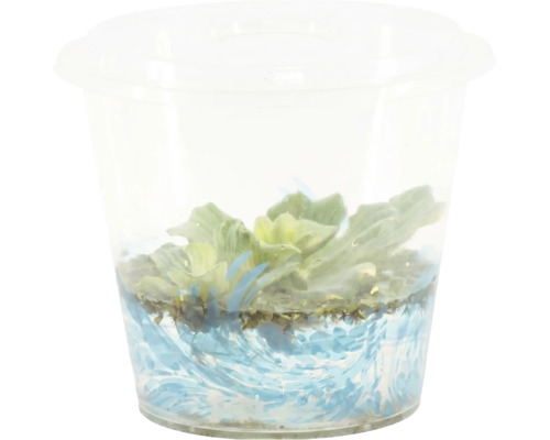 FloraSelf Plante flotante iaz mixte în pahar Jumbo | HORNBACH