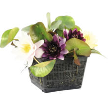 Mix de nuferi cu flori de diverse culori într-un coș de plantare negru pentru iaz.