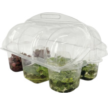 Set de 4 plante de acvariu în ambalaj din plastic transparent.
