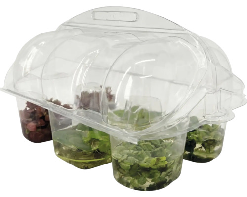Set de 4 plante de acvariu în ambalaj din plastic transparent.