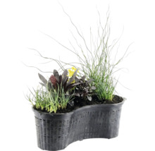 Coș pentru plante de iaz în formă de rinichi, cu diverse plante acvatice, cum ar fi ierburi, plante cu frunze închise la culoare și flori galbene.