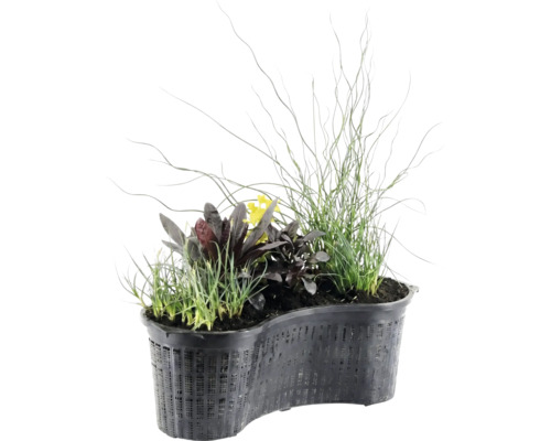 Coș pentru plante de iaz în formă de rinichi, cu diverse plante acvatice, cum ar fi ierburi, plante cu frunze închise la culoare și flori galbene.