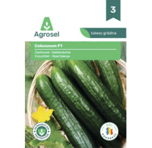 Logo Agrosel, semințe de castraveți Colosseum F1, castraveți lungi de salată într-un coș cu protecție pentru germinare și simbol de soi românesc.