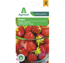 Plic semințe Agrosel frăguțe Ruegen cu imaginea unor fructe proaspete
