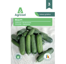 Agrosel Logo pe plic de semințe Bicaz F1 castraveți tip cornișon, cu imaginea fructelor, simbol de protecție a germinației și soi românesc.