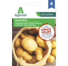 Semințe de cartofi Agrosel SOLHY019 F1, semințe drajate pentru cultivare directă din semințe, ilustrație sac de cartofi, Agrosel Logo.