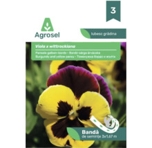 Agrosel bandă de semințe panseluțe Viola x wittrockiana galben-bordo 3 ori 1,67 metri.