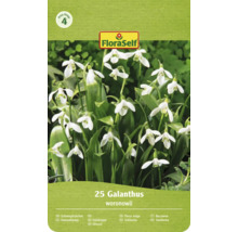 FloraSelf Logo, Grupa de preț 4. Pachet cu 25 de ghiocei Galanthus woronowii cu flori în formă de clopot.