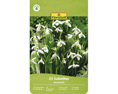FloraSelf Logo, Grupa de preț 4. Pachet cu 25 de ghiocei Galanthus woronowii cu flori în formă de clopot.