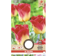 8 bulbi Tulipa Match, Florex. Roșu-galben. Plantare septembrie până în decembrie, înflorire aprilie până în mai, înălțime 45 centimetri. Florex Logo.