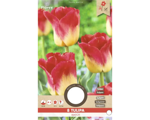 8 bulbi Tulipa Match, Florex. Roșu-galben. Plantare septembrie până în decembrie, înflorire aprilie până în mai, înălțime 45 centimetri. Florex Logo.