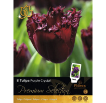 8 bulbi de lalele Tulipa Purple Crystal de la Florex. Flori franjurate, înălțime 50 centimetri, înflorire în aprilie și mai. Florex Logo.