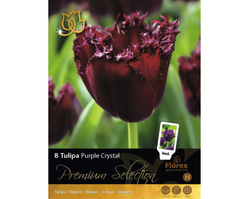 8 bulbi de lalele Tulipa Purple Crystal de la Florex. Flori franjurate, înălțime 50 centimetri, înflorire în aprilie și mai. Florex Logo.