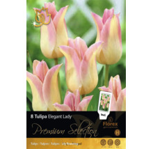 8 lalele tip crin Tulipa Elegant Lady, roz și crem, înălțime 50 centimetri, înflorire aprilie până în mai, mărime bulb 11 la 12, Florex Logo.