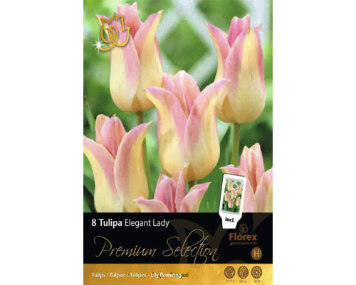 8 lalele tip crin Tulipa Elegant Lady, roz și crem, înălțime 50 centimetri, înflorire aprilie până în mai, mărime bulb 11 la 12, Florex Logo.