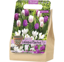 Set de pornire Rembrandt Lasagna Planting cu bulbi de brândușe, lalele și zambile pentru plantare în straturi.