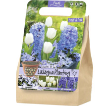 Monet Logo. Set Lasagna Planting cu bulbi de Chionodoxa, lalele și zambile. Schemă de plantare în straturi, înflorire din februarie până în aprilie.