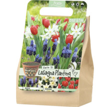 Set de pornire Picasso Lasagna Planting pentru plantarea în straturi cu bulbi de Muscari, narcise și lalele.