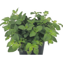 Oregano Origanum vulgare în ghiveci de plastic