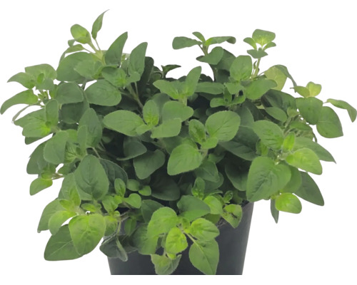 Oregano Origanum vulgare în ghiveci de plastic