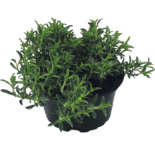 Plantă de cimbru în ghiveci