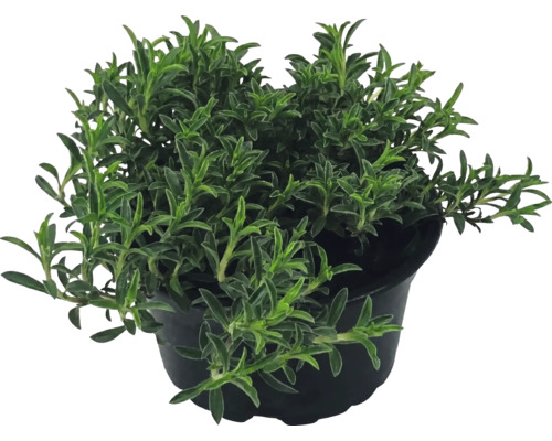 Plantă de cimbru în ghiveci