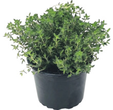 Plantă de cimbru într-un ghiveci din plastic negru