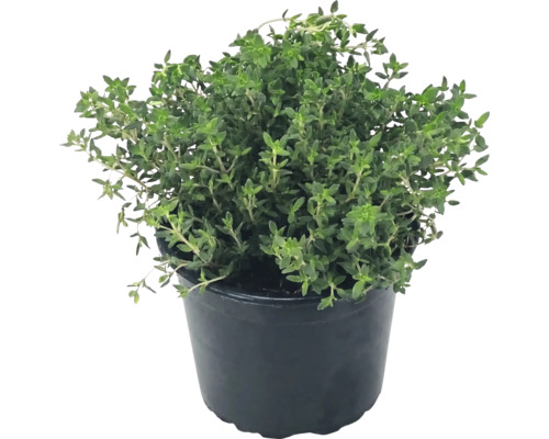 Plantă de cimbru într-un ghiveci din plastic negru
