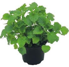 Roiniță Melissa officinalis într-un ghiveci de plastic negru.