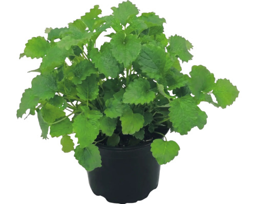 Roiniță Melissa officinalis într-un ghiveci de plastic negru.