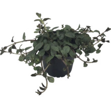 Lysimachia în ghiveci de plastic negru cu tulpini curgătoare.