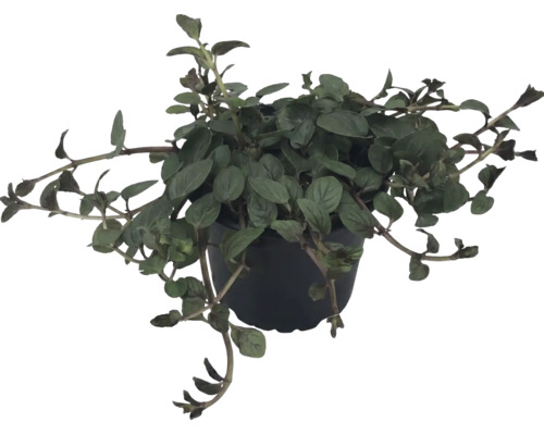 Lysimachia în ghiveci de plastic negru cu tulpini curgătoare.