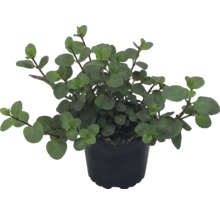 Plantă de oregano în ghiveci de plastic negru