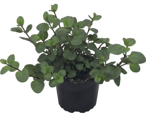 Plantă de oregano în ghiveci de plastic negru