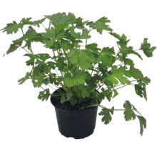 Pătrunjel proaspăt cu frunze plate într-un ghiveci de plastic negru.