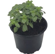 Plantă de busuioc verde într-un ghiveci de plastic negru cu pământ.