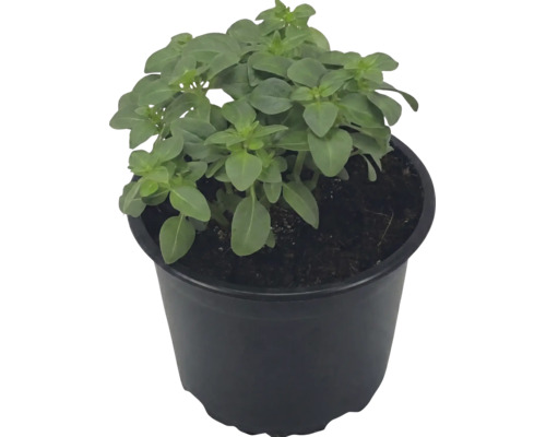 Plantă de busuioc verde într-un ghiveci de plastic negru cu pământ.