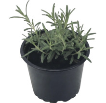 Levănțică Lavandula angustifolia în ghiveci de plastic negru