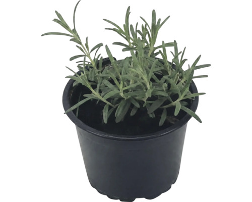 Levănțică Lavandula angustifolia în ghiveci de plastic negru